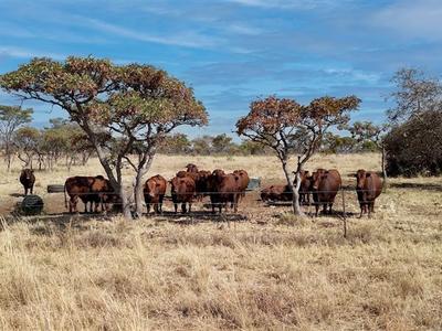 Farm For Sale in Farm Cullinan, Cullinan