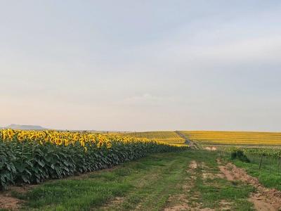 Farm For Sale in Bethlehem Rural, Bethlehem